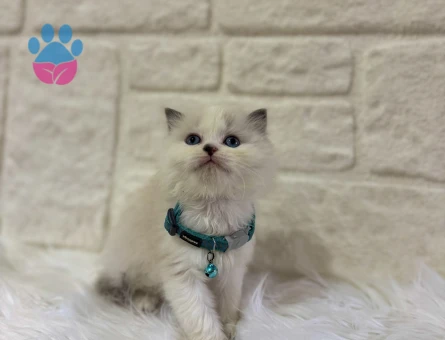 British Longhair Bicolor Erkek 2 Aylık