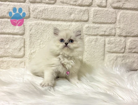 British Longhair Asil Güzellik  2Aylık