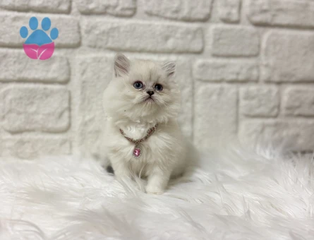 British Longhair Asil Güzellik  2Aylık
