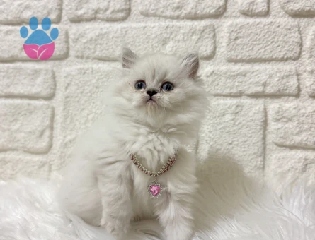 British Longhair Asil Güzellik  2Aylık