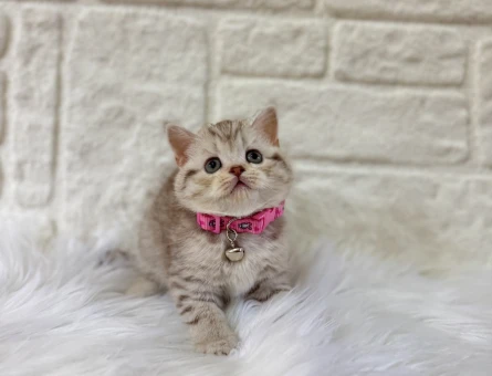 British Shorthair 2 Aylık Dişi Tabby