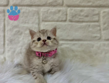 British Shorthair 2 Aylık Dişi Tabby