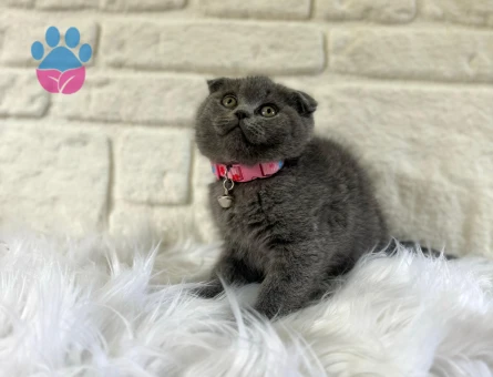 Scottish Fold Dişi 2 Aylık
