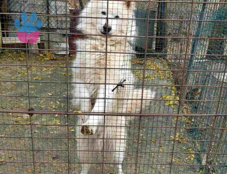 Çok Sevimli Samoyed Sahiplendirilecektir