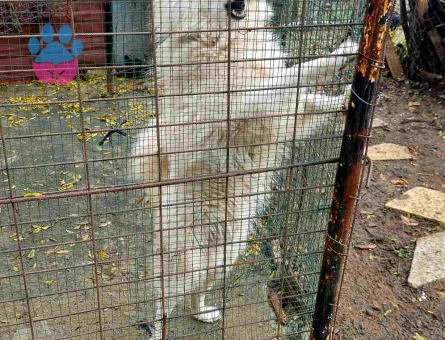 Çok Sevimli Samoyed Sahiplendirilecektir
