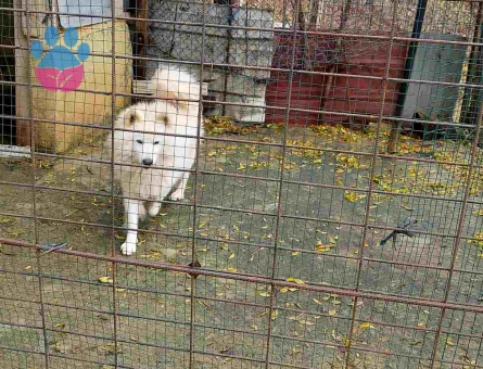 Çok Sevimli Samoyed Sahiplendirilecektir