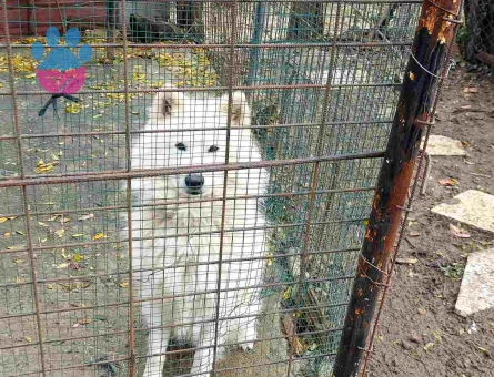 Çok Sevimli Samoyed Sahiplendirilecektir