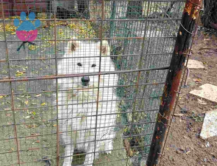 Çok Sevimli Samoyed Sahiplendirilecektir