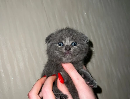 Scottish Fold Yavrularıma Yuva Arıyor