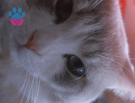 British Shorthair 3 Yaşında Yuva Arıyor