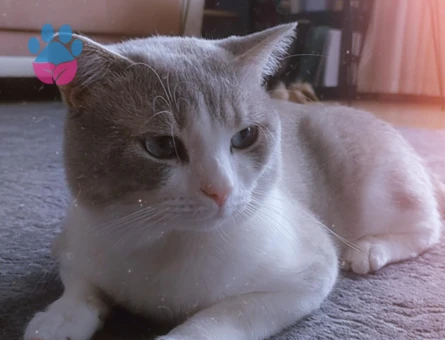 British Shorthair 3 Yaşında Yuva Arıyor