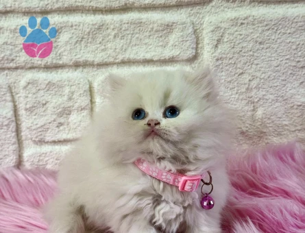 Mavi Gözlü British Longhair Dişi 2 Aylık