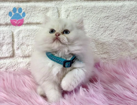 British Longhair Erkek 2 Aylık Kar Beyazı