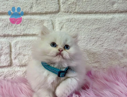 British Longhair Erkek 2 Aylık Kar Beyazı