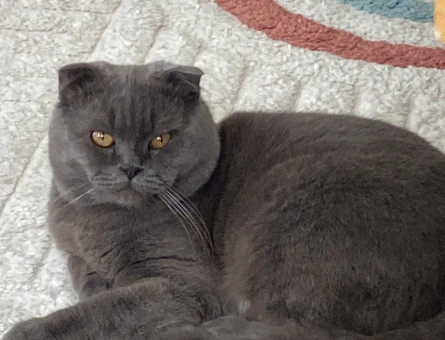 1 Yaşında Scottish Fold Erkek