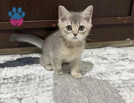 British  Shorthair 2 Aylık Yavrular