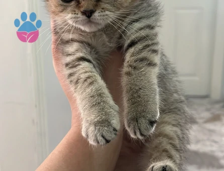 British  Shorthair 2 Aylık Yavrular