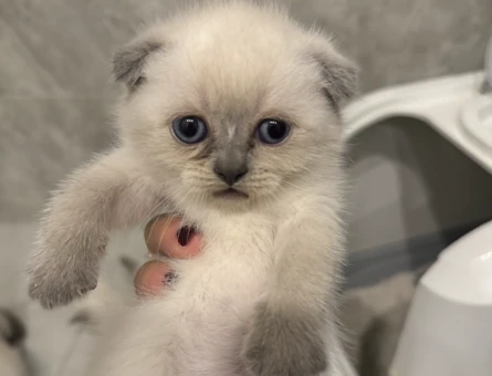 Scottish ve British cinsi yavru kediler