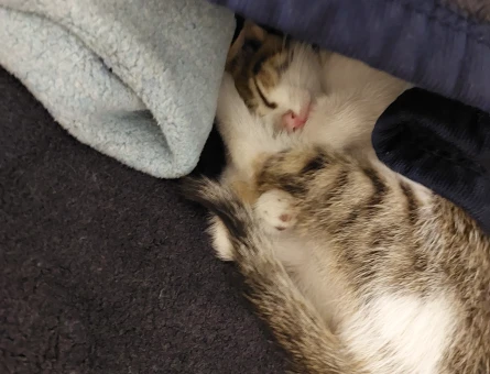 ACİL!!! Nazlı Kedi Yuva Arıyor