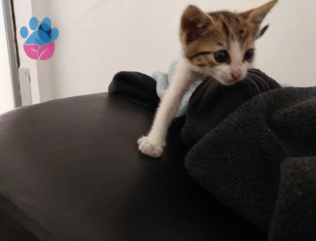 ACİL!!! Nazlı Kedi Yuva Arıyor