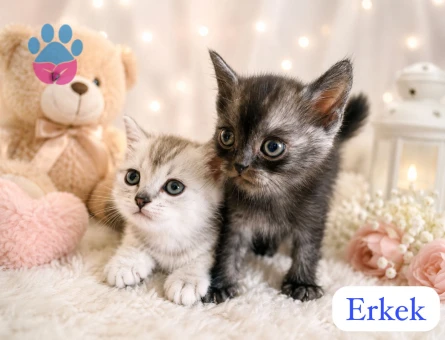 Bristsh silver taby 2 Aylık