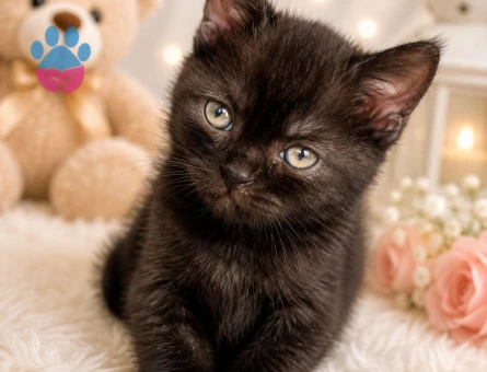Bristsh silver taby 2 Aylık