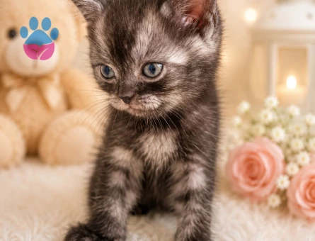Bristsh silver taby 2 Aylık