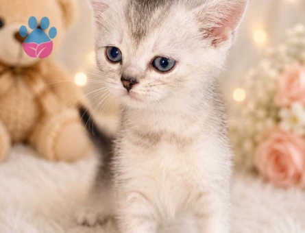 Bristsh silver taby 2 Aylık