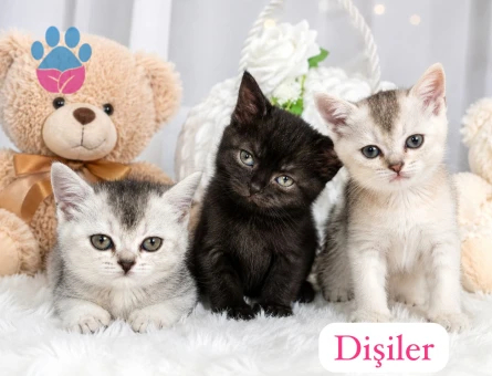 Bristsh silver taby 2 Aylık