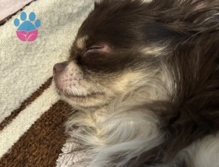 Erkek chihuahua 1 Yaşında