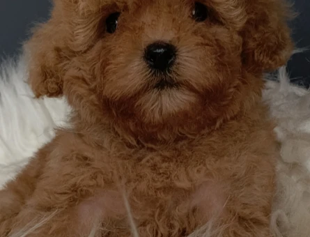 Veteriner teknikerinden ırk ve sağlık garantili Toy Poodle - 4634