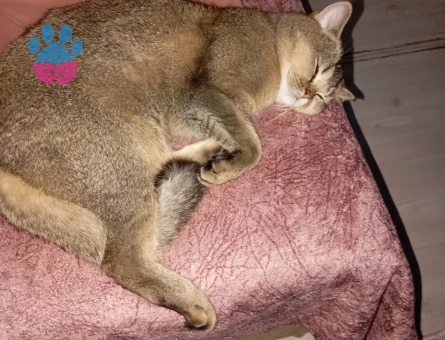 British Shorthair 1 Yaşında Kedim Talip Arıyor