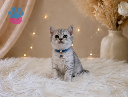 British Shorthair Silver Tabby Yavrumuz - 4639