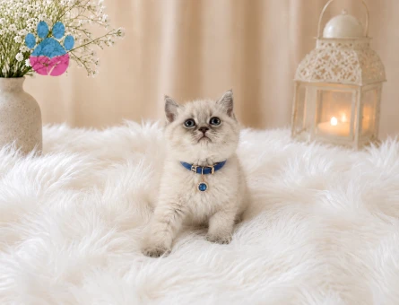 Top Kafa British Shorthair Blue Point Yakışıklımız