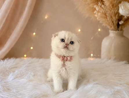 Scottish Fold Mavi Gözlü Minnoş - 4644