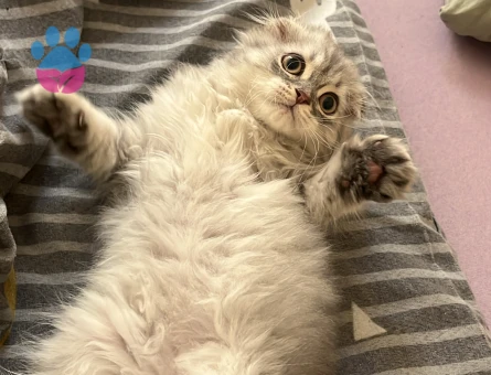 Scottish fold 4 Aylık