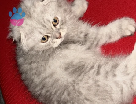 Scottish fold 4 Aylık