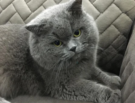 British Shorthair 5 Yaşında Yuva Arıyoruz