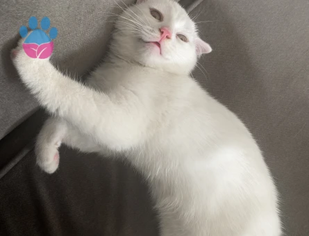 Scottish fold 1 Yaşında Erkek Kedimiz