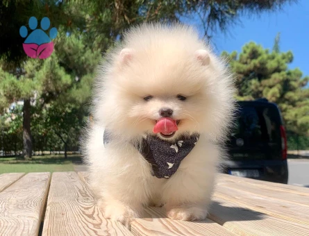 Boo Pomeranian Mini Boy Bebekler - 5266