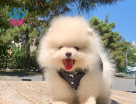Boo Pomeranian Mini Boy Bebekler