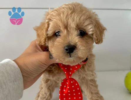 Mini Boy Büyümeyecek Maltipoo Yavrular