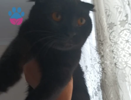 British Shorthair 1 Yaşında Yuva Arıyor