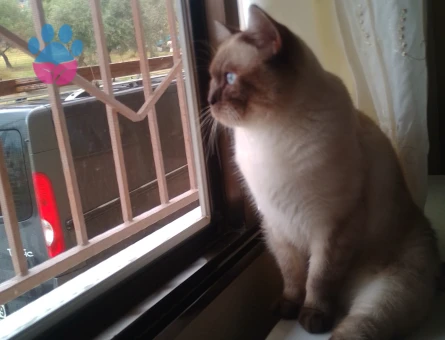 British Shorthair 3 Yaşında Sessiz Badem