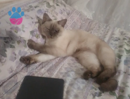British Shorthair 3 Yaşında Sessiz Badem