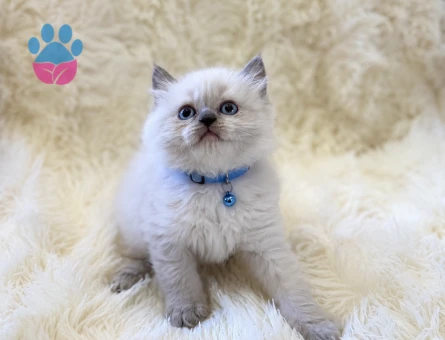 British Longhair Erkek 2 Aylık Yavrumuz - 5272