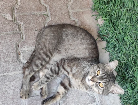British Shorthair 2 Aylık Yuva Arıyor - 5276