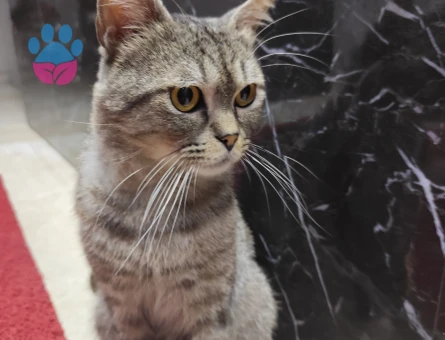 British Shorthair 2 Aylık Yuva Arıyor