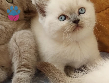 British Shorthair 2 Aylık Yavrularımız