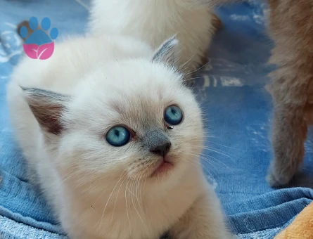 British Shorthair 2 Aylık Yavrularımız